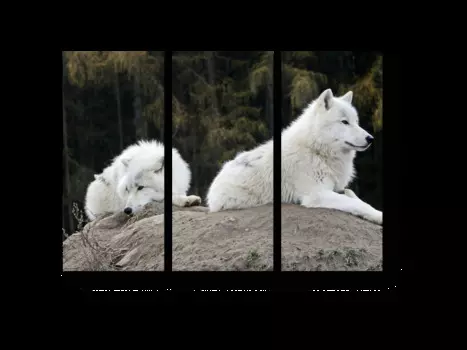 Модульная картина Picsis