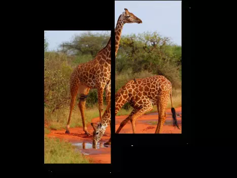 Модульная картина Picsis