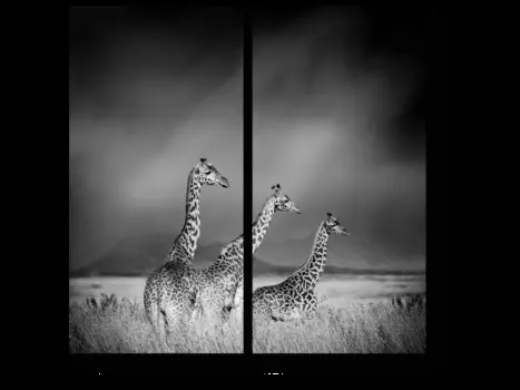 Модульная картина Picsis