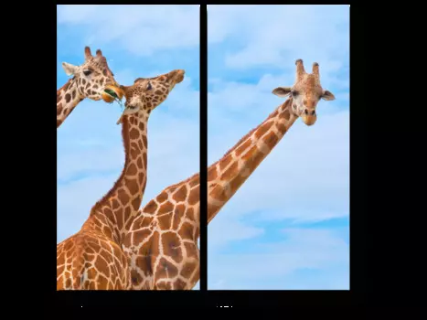 Модульная картина Picsis