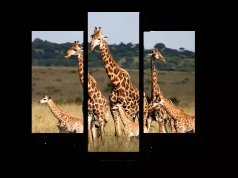 Модульная картина Picsis