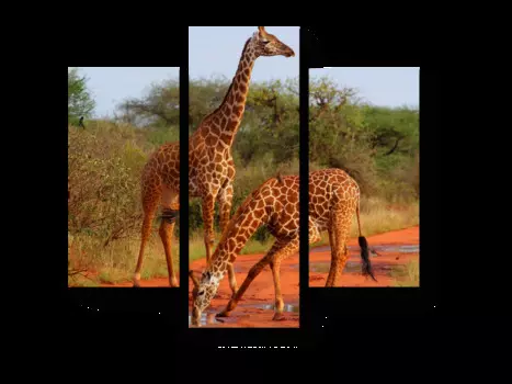 Модульная картина Picsis