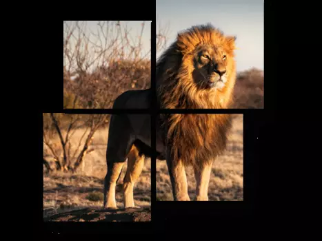 Модульная картина Picsis