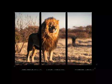 Модульная картина Picsis