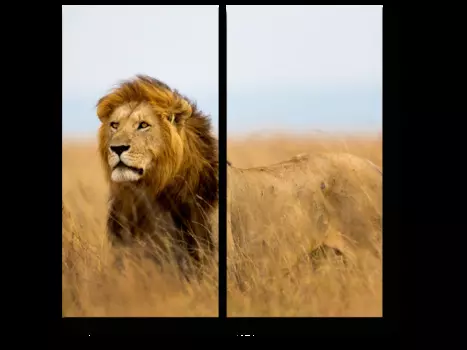 Модульная картина Picsis