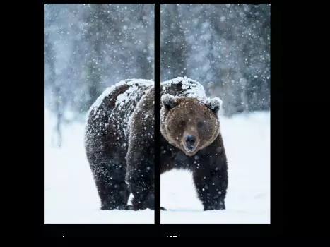 Модульная картина Picsis