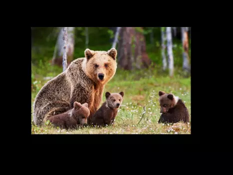 Модульная картина Picsis