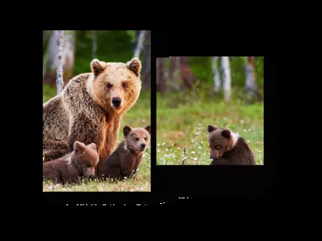 Модульная картина Picsis