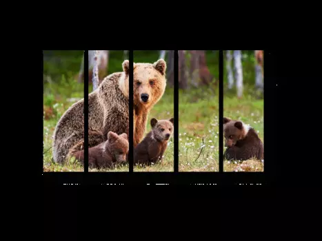 Модульная картина Picsis