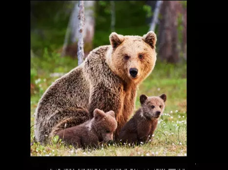 Модульная картина Picsis