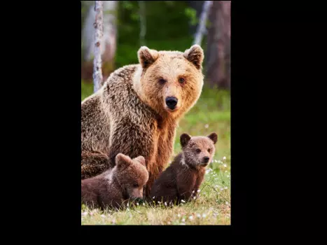 Модульная картина Picsis