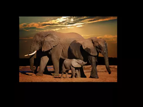 Модульная картина Picsis