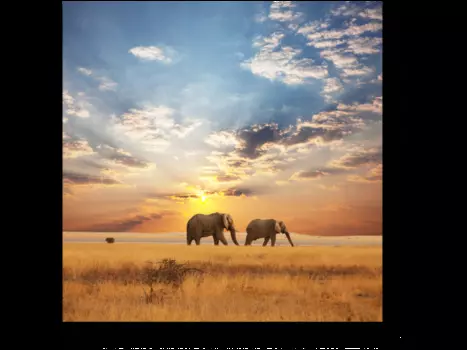 Модульная картина Picsis