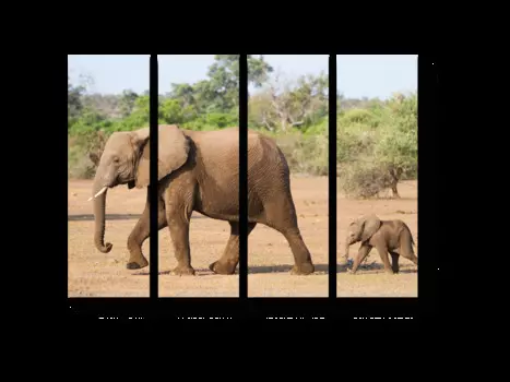 Модульная картина Picsis