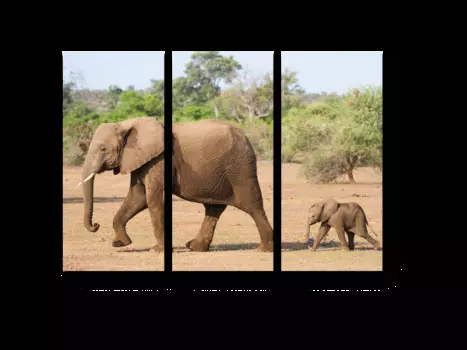 Модульная картина Picsis