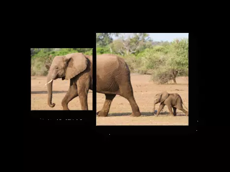 Модульная картина Picsis