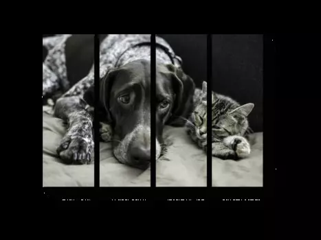 Модульная картина Picsis