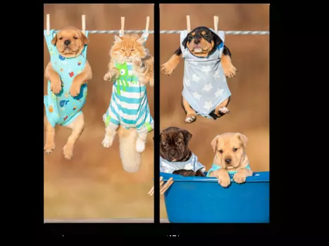 Модульная картина Picsis