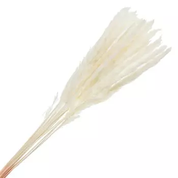 Цветок искусственный декоративный Сухоцветы, 60 см, белый, Y6-10396