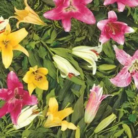 Клеенка Триумф, 1.37х25 м, ПВХ на нетканой основе, M-082