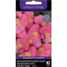 Семена Цветы, Бегония, Вечноцетущая зеленолистная, 10 шт, Спринт Плюс Роуз, семена Профи, цветная упаковка, Поиск