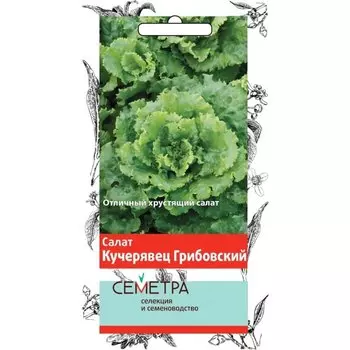 Семена Салат полукочанный, Кучерявиц Грибовский, 1 г, цветная упаковка, Поиск