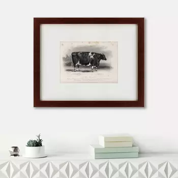 Картина A Short Horned Cow (42х52 см)