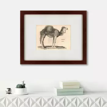 Картина Arabian Camel (42х52 см)