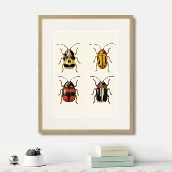 Картина Assorted Beetles №6, 1735г. (42х52 см)