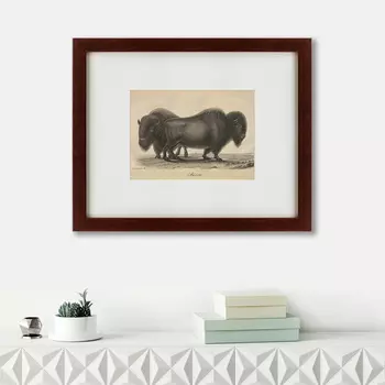 Картина Bison (42х52 см)