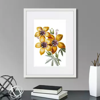 Картина Caribian Flora Yellow Hibiscus, 1740г. (32х42 см)