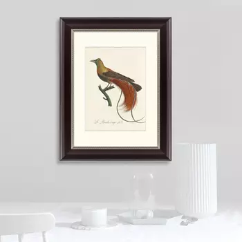 Картина Райские Птицы Новой Гвинеи №2 (35х45 см)