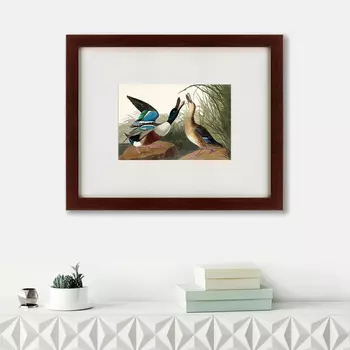 Картина Shoveller Duck (42х52 см)
