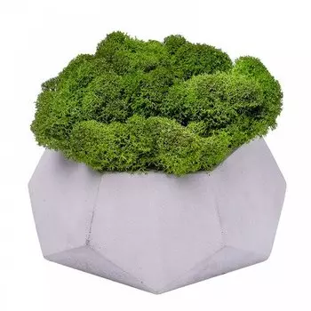 Кашпо бетонное OKTAUR со мхом Альфа, циркон