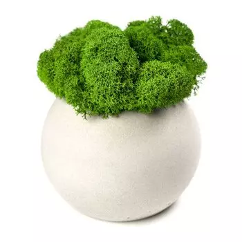 Кашпо бетонное OKTAUR со мхом Сфера, циркон