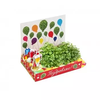 Подарочный набор Happy Plant Поздравляю!