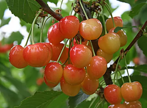Черешня Брянская розовая (поздний сорт)