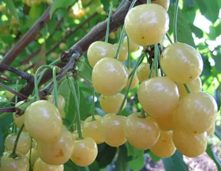Черешня Рондо (ранний сорт)