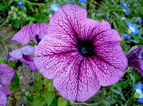 Цветок Петуния Бригитта F1 (многоцветковая, гибридная) 20 шт.