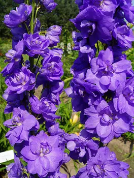 Дельфиниум высокий Майти Атом (в упаковке 1 шт.)