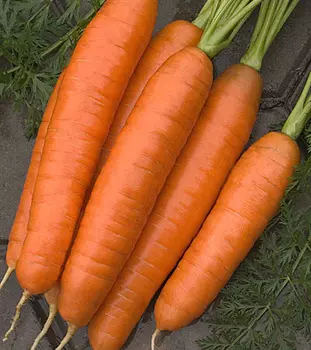 Дражированные семена - Морковь Лосиноостровская 13 (300 шт.)