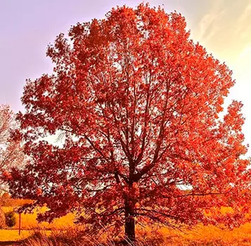 Дуб красный