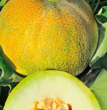 Дыня Медовый спас (10 шт.)