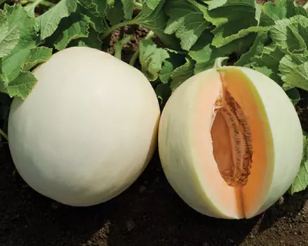 Дыня Принцесса Анна F1 (0,2 гр.)