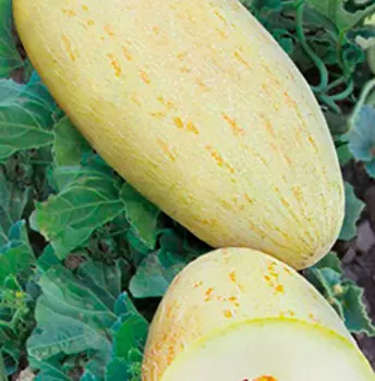 Дыня Торпеда (15 шт.)