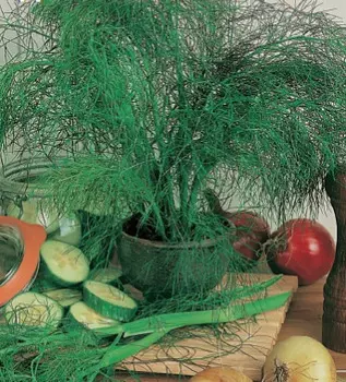 Фенхель Датский Король (0,5 гр.)