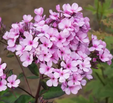 Флокс метельчатый Шоколад (в упаковке 1 шт.)