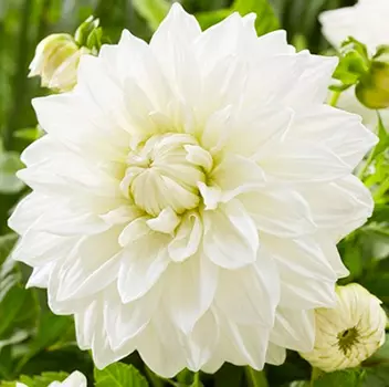 Георгина декоративная Буллз Прайд (в упаковке 1 шт.)