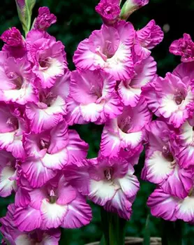 Гладиолус "Анук" крупноцветковый (10 шт. в упаковке)