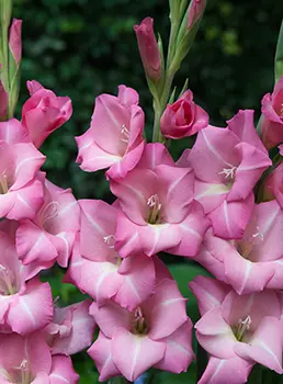 Гладиолус "Апре Туа" крупноцветковый (10 шт. в упаковке)